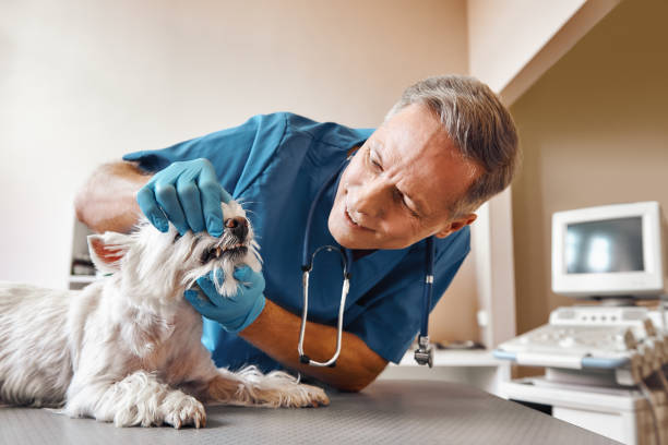 Best Emergency Tooth Extraction in Ridge Manor, FL